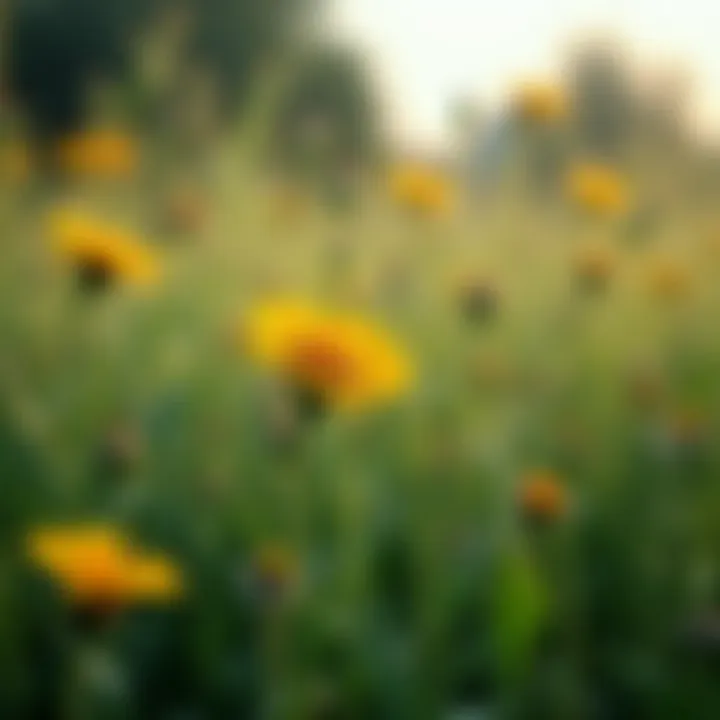 Close-up of native flora in JLT Park illustrating biodiversity